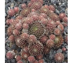 Sempervivum KRONENBOURG