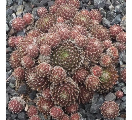 Sempervivum KRONENBOURG