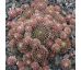 Sempervivum KRONENBOURG