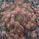 Sempervivum KRONENBOURG