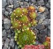 Sempervivum MINIERA