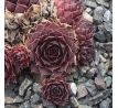 Sempervivum MOURJE