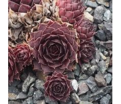 Sempervivum MOURJE