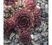 Sempervivum MOURJE