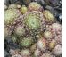 Sempervivum NEBEL