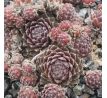 Sempervivum RASPBERRY ICE