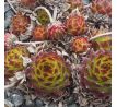 Sempervivum BALCANICUM