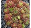 Sempervivum BOUTIGNYANUM