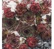 Sempervivum FR GUILLAUME