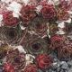 Sempervivum FR GUILLAUME