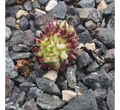 Sempervivum GRIGG`S SUPRISE