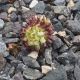 Sempervivum GRIGG`S SUPRISE