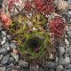 Sempervivum NIGRICANS