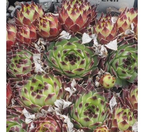 Sempervivum GREENII