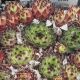 Sempervivum GREENII