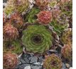 Sempervivum CANTABRICUM