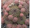 Sempervivum ERYTHRAEUM from Pirin Mts