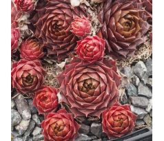 Sempervivum NETAGINATUM