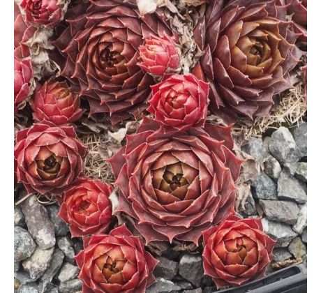 Sempervivum NETAGINATUM
