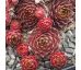 Sempervivum NETAGINATUM