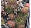 Sempervivum KINDINGERI
