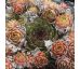 Sempervivum ITALICUM