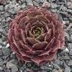 Sempervivum ROUGE