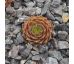 Sempervivum SEVERA