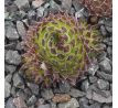 Sempervivum SHIRLEY TEMPLE