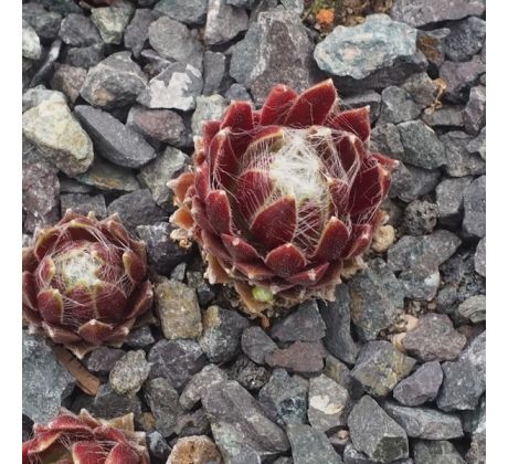 Sempervivum ZILVER SUZANNA