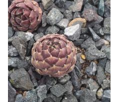 Sempervivum SUKI