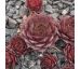Sempervivum TENBURY