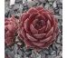 Sempervivum THORS HAMMER