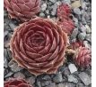 Sempervivum TURMALIN