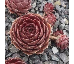 Sempervivum TURMALIN