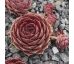 Sempervivum TURMALIN