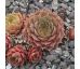 Sempervivum UFO