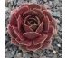 Sempervivum ROSE PARADE