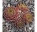 Sempervivum PRIMUS