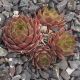 Sempervivum PRIMUS