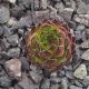 Sempervivum PURDY`S 90-1