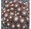 Sempervivum QALILA