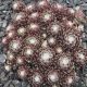 Sempervivum QALILA