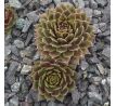 Sempervivum QUAX