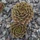 Sempervivum QUAX
