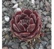 Sempervivum QUEEN AMEALIA