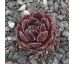 Sempervivum QUEEN AMEALIA