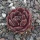Sempervivum QUEEN AMEALIA