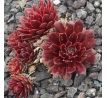 Sempervivum QUEENIE