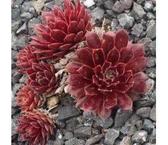 Sempervivum QUEENIE